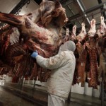 ڈنمارک کی حکومت نے جانوروں کو ذبح کرنے پر پابندی لگا دی