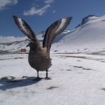 جنوبی کوریا کے انٹارکٹیکا میں پایا جانے والا اسکوا نامی  پرندہ