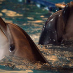 روس کو پانچ ڈولفن درکار ہیں