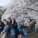 جاپانی روایات میں چیری کے پھولوں کو خاص اہمیت حاصل ہے