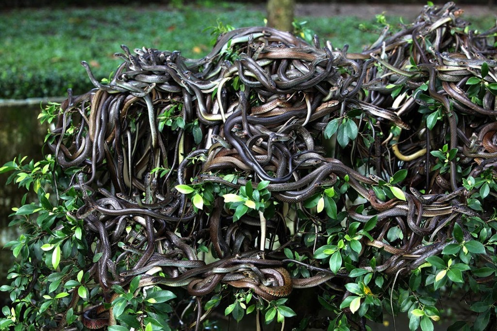 سانپوں کا جزیرہ برازیل