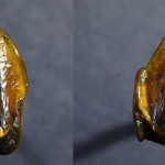 دریائے رائن کی چٹانوں سے انسانی دانتوں کو دریافت کیا ہے جو 97 لاکھ سال قدیم ہیں